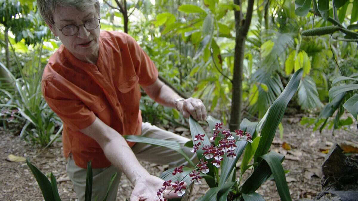 In this file photo from March 3, 2012, Georgia Tasker holds a Shary Baby Orchid that gives off the scent of chocolate inside a rainforest area that was to be filled with orchids at a Fairchild International Orchid Show at Fairchild Tropical Botanic Garden in Miami.
